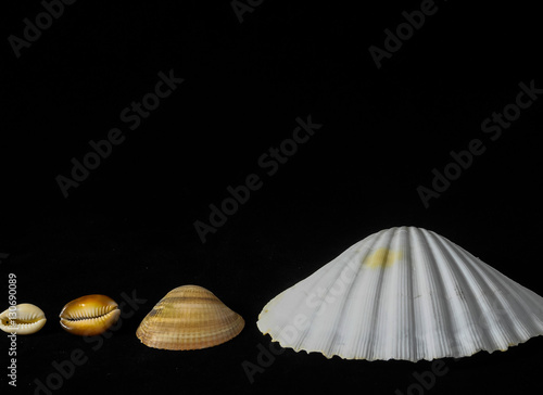 Sea Shell photo