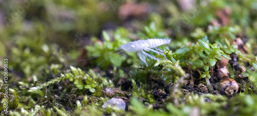 Transparent nymph of leafhopper on green leaf photo