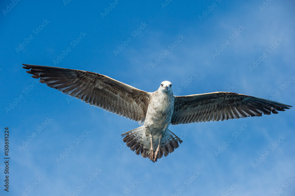 Flying Juvenile Kelp gull (Larus dominicanus), also known as the Dominican gull and Black Backed Kelp Gull. Blue sky background. False Bay, South Africa Flying Juvenile Kelp gull (Larus dominicanus), also known as the Dominican gull and Black Backed Kelp Gull. Blue sky background. False Bay, South Africa