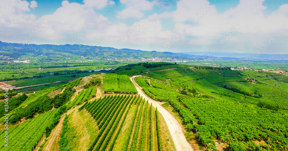 Fototapeta premium The vineyards on the Italian hills.