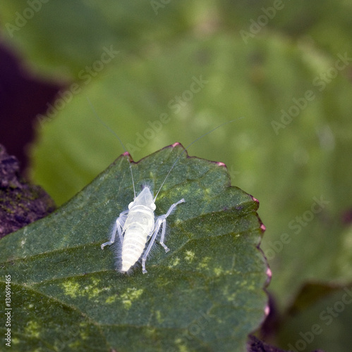 Transparent nymph of leafhopper on green leaf photo