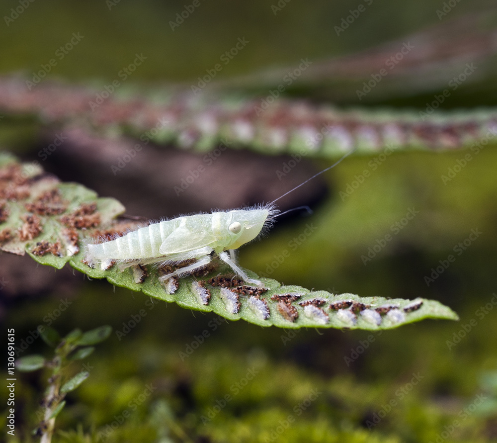 Transparent nymph of leafhopper on green leaf