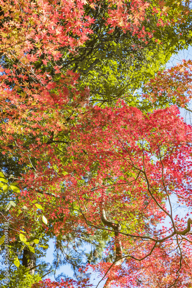 紅葉 紅葉