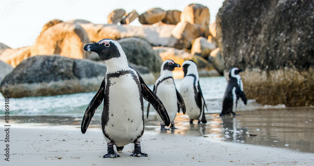 Fototapeta premium Pingwin przylądkowy (Spheniscus demersus)