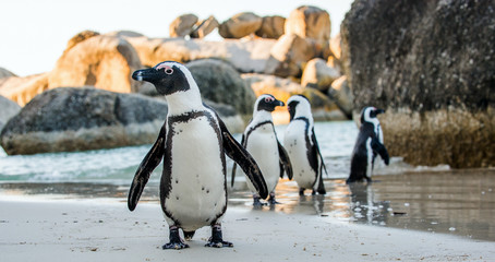 Fototapete Pinguin Afrikanischer Pinguin am Strand  © Uryadnikov Sergey