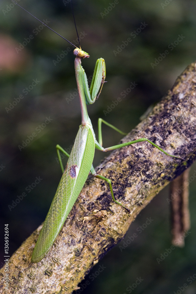 Mantis in hunting position on tree trunk Mantis in hunting position on tree trunk