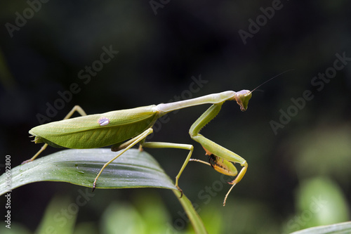Mantis in hunting position on green leaf