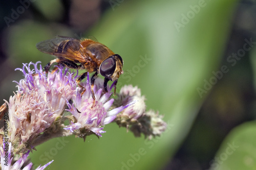 Fly on the purple flower photo