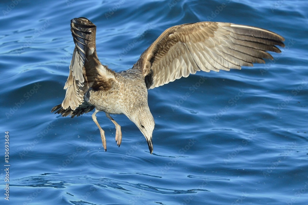 Flying Kelp gull (Larus dominicanus), also known as the Dominican gull and Black Backed Kelp Gull. False Bay, South Africa Flying Kelp gull (Larus dominicanus), also known as the Dominican gull and Black Backed Kelp Gull. False Bay, South Africa