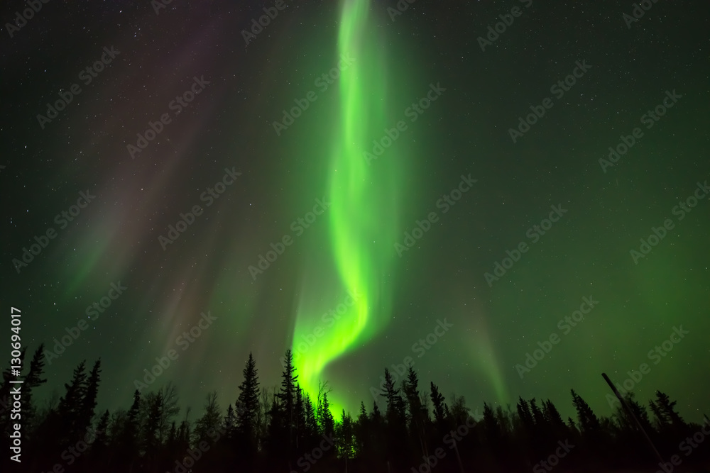 Green Fire - Fire-shape northern lights rising above boreal forest. 