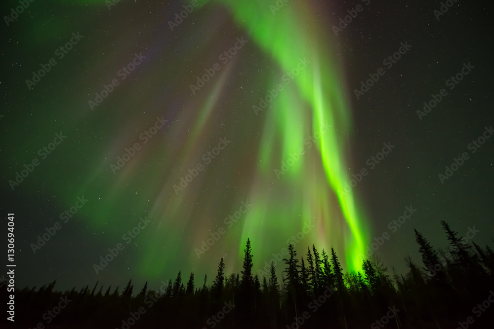 Shining Down - An array of colorful northern lights shining down over an alpine forest from the starry night sky.