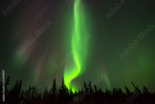 Green Fire - Fire-shape northern lights rising above boreal forest. 