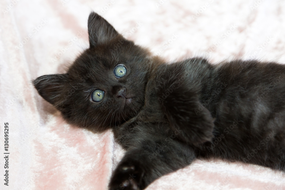 Baby black cat lying on the sofa.