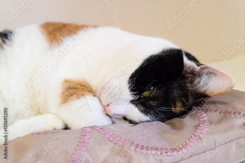 Calico cat lying on the cushion.