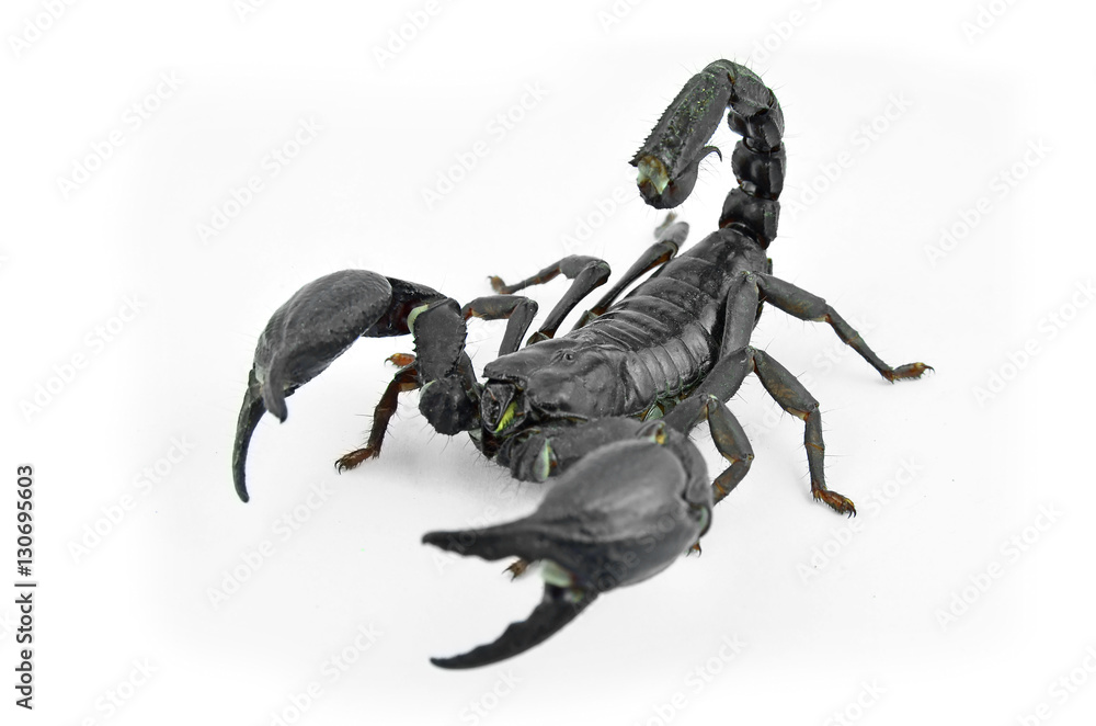 Fototapeta premium Scorpion Chang.