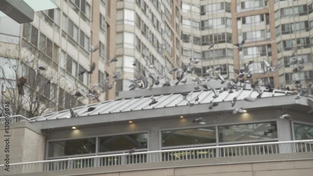 men with balloons chase birds in a city