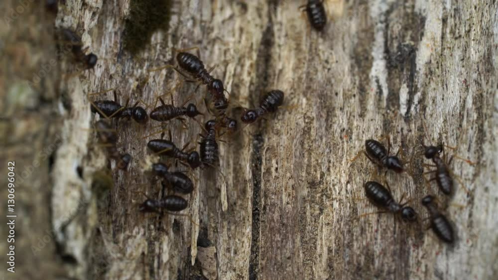 Termites eating rotted wood Stock Video Adobe Stock