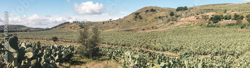 Panorama of cactus fields at the SP13 near to Mazzarino, Sicily, ITA