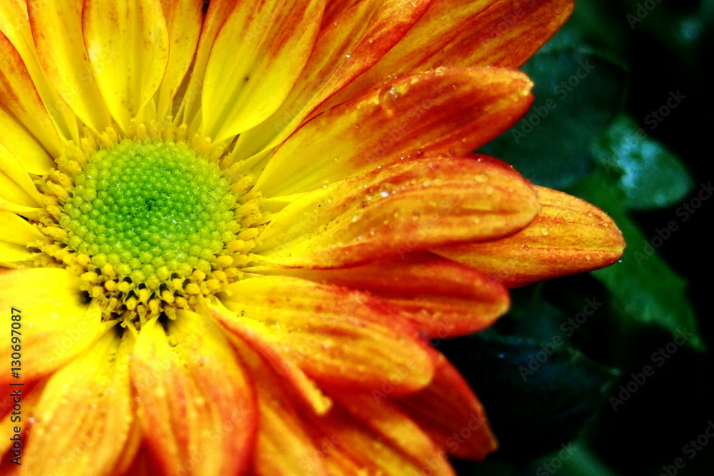 Chrysanthemum flower / OLYMPUS DIGITAL CAMERA Chrysanthemum flower / OLYMPUS DIGITAL CAMERA