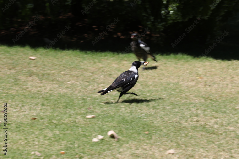 Obraz premium AUSTRALIAN MAGPIE