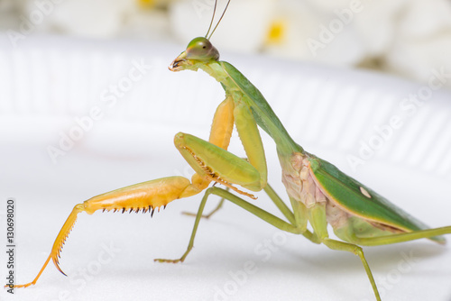 Giant Malaysian shield praying mantis (Rhombodera Basalis) resting on a white polisterine plate