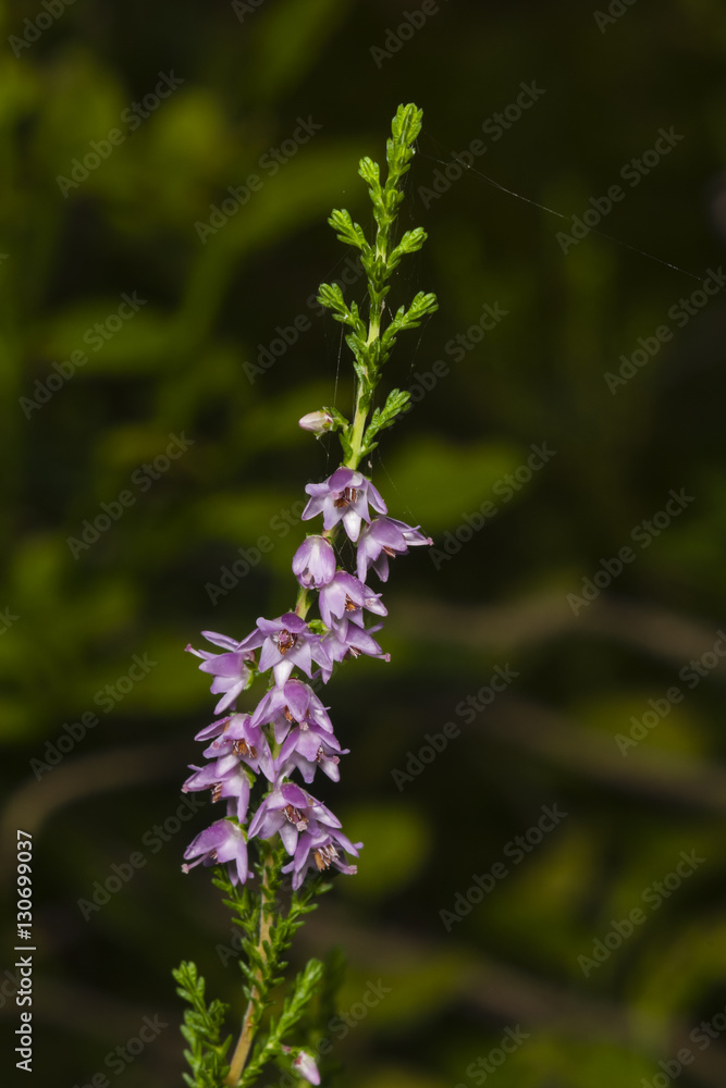 Wild Purple Common Heather, Calluna vulgaris, blossom on dark bokeh background close-up, selective focus, shallow DOF Wild Purple Common Heather, Calluna vulgaris, blossom on dark bokeh background close-up, selective focus, shallow DOF
