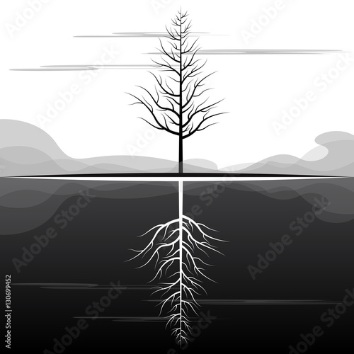 Dying Tree Reflection Landscape
