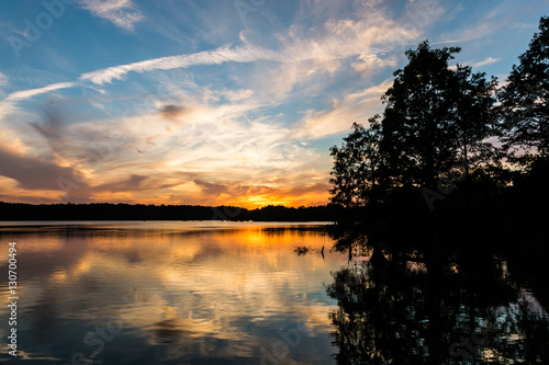 Bald Cypress trees at sunset at Stumpy Lake in Virginia Beach  Virginia.  