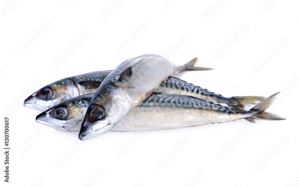 fresh pacific mackerel fish on white background fresh pacific mackerel fish on white background