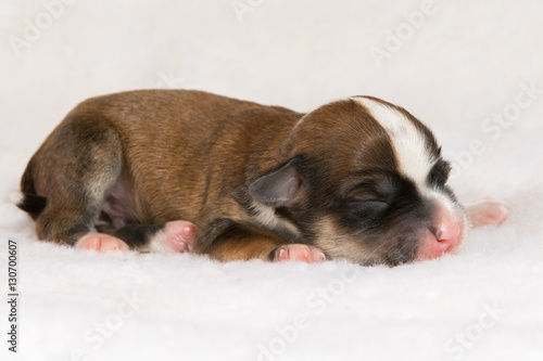 young newborn havanese dog puppy