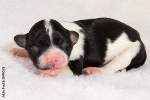 young newborn havanese dog puppy © bina01