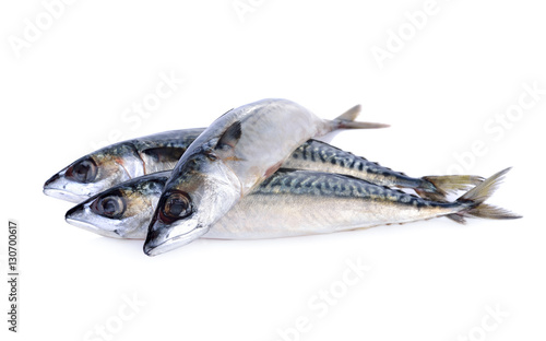 fresh pacific mackerel fish on white background