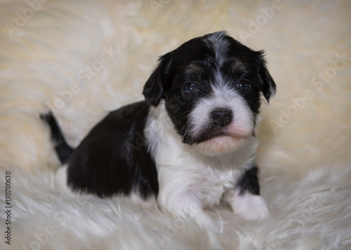 young newborn havanese dog puppy