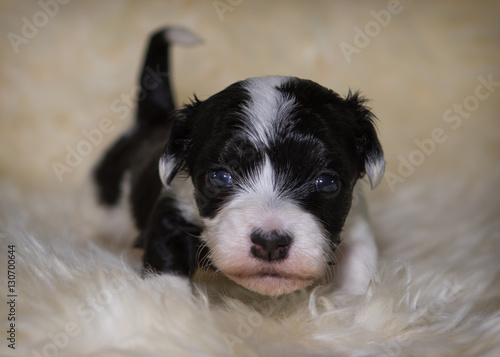 young newborn havanese dog puppy © bina01