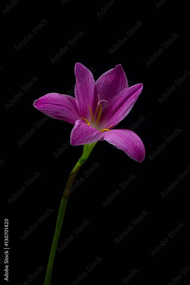 flowers zephyranthes Pink on black background A bright green sta flowers zephyranthes Pink on black background A bright green sta