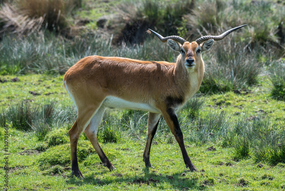 Lechwe antelope. Full length portrait standing on grass and looking forward