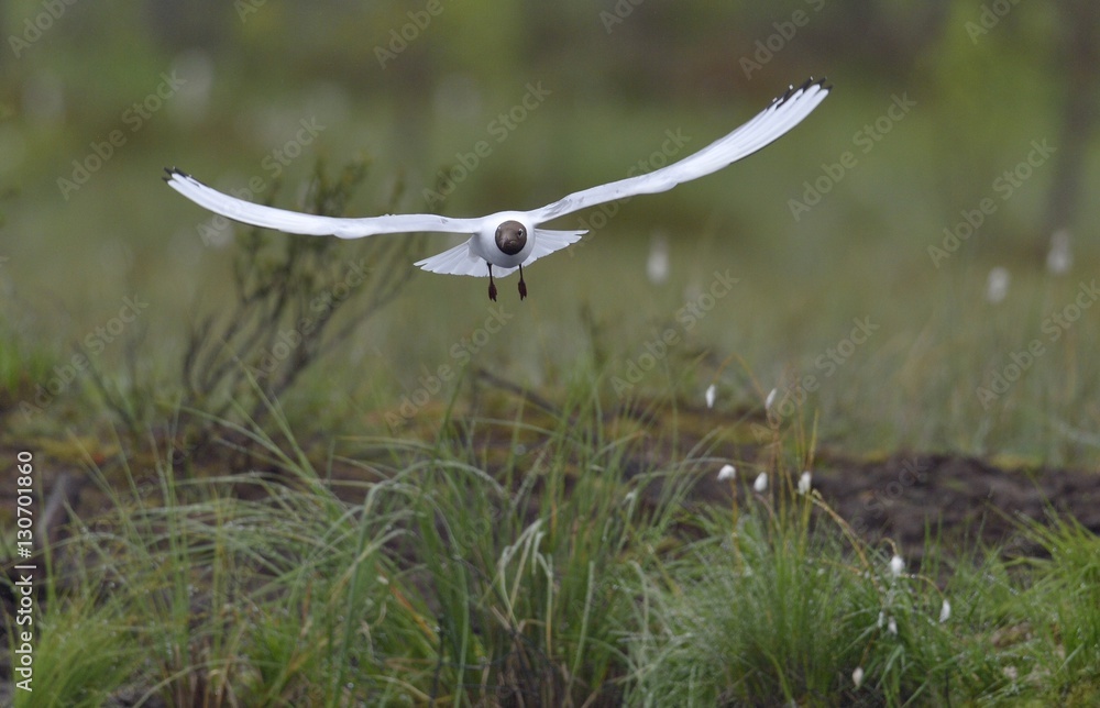 Flying Kelp gull (Larus dominicanus), also known as the Dominican gull and Black Backed Kelp Gull. False Bay, South Africa Flying Kelp gull (Larus dominicanus), also known as the Dominican gull and Black Backed Kelp Gull. False Bay, South Africa