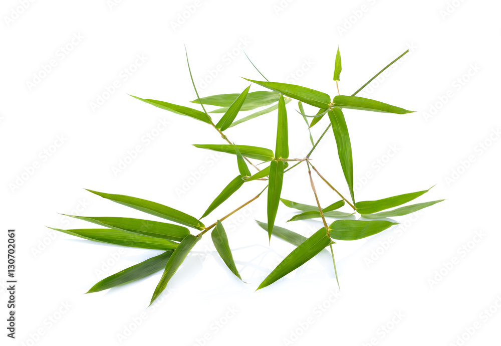 Fototapeta premium fresh green bamboo branch with leaves on white background