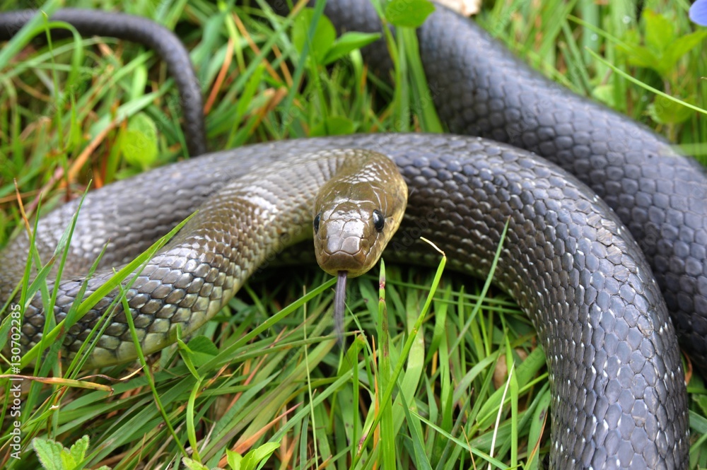Fototapeta premium Äskulapnatter (Zamenis longissimus) in Verteidigunssstellung im Gras