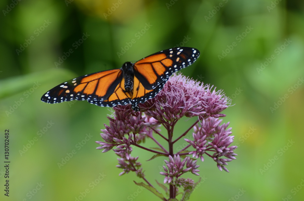 Native plants support butterflies Native plants support butterflies