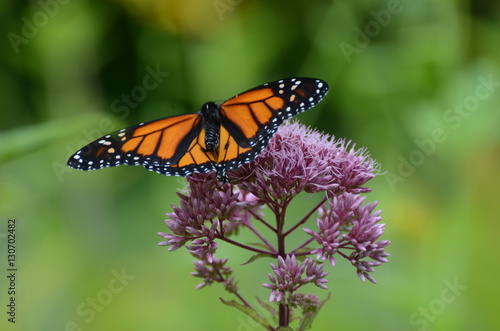 Native plants support butterflies © Mary Brenner