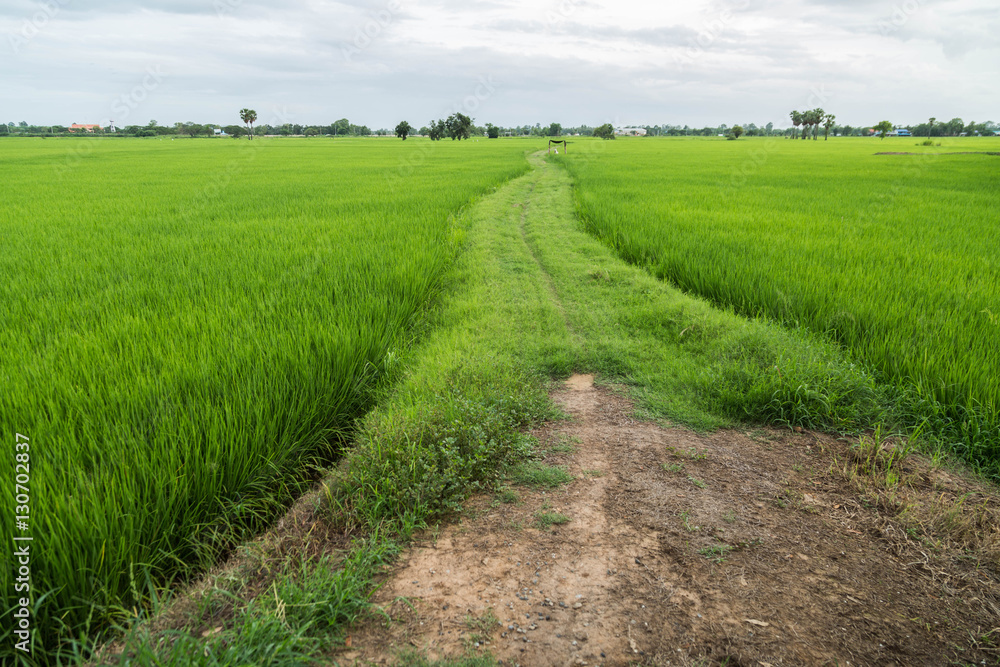 green fresh paddy leaf background in summer . green fresh paddy leaf background in summer .