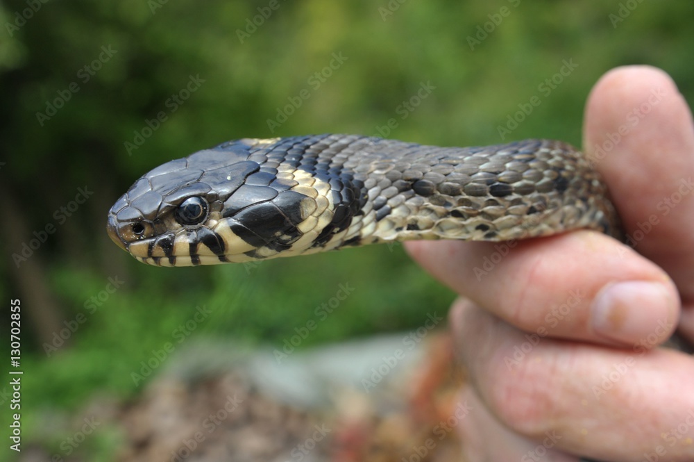 Fototapeta premium Große Ringelnatter (Natrix natrix) in der Hand