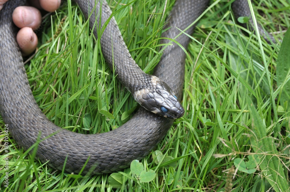 Fototapeta premium Große Ringelnatter (Natrix natrix) im Gras