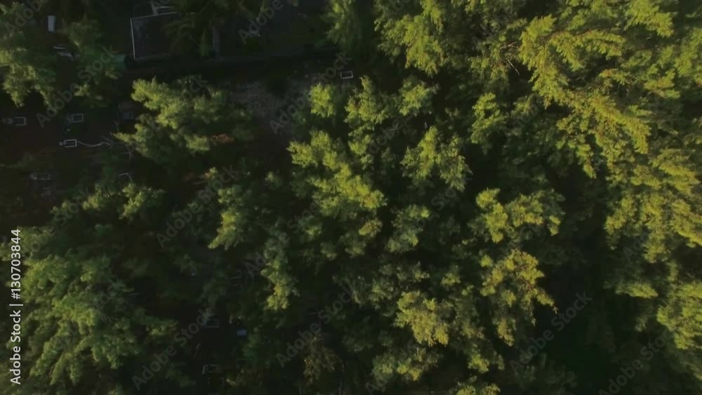 Aerial top close up view of tree top, camera moves to the hotels district and then to the sand beach and water, Mauritius Island Aerial top close up view of tree top, camera moves to the hotels district and then to the sand beach and water, Mauritius Island