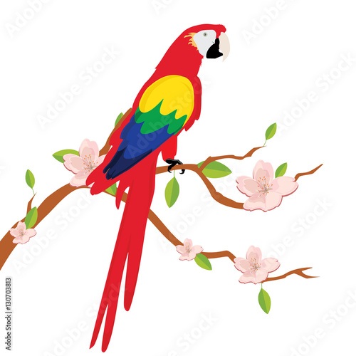 Parrot on tree branch