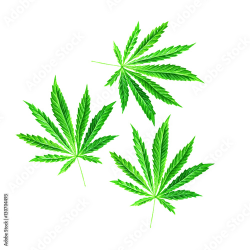 Bright green cannabis sativa leaf painted in watercolor. Hand drawn marijuana illustration isolated on white background. Design element