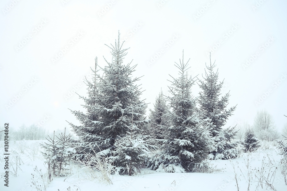 Christmas landscape with young fir trees and snow in a field Christmas landscape with young fir trees and snow in a field