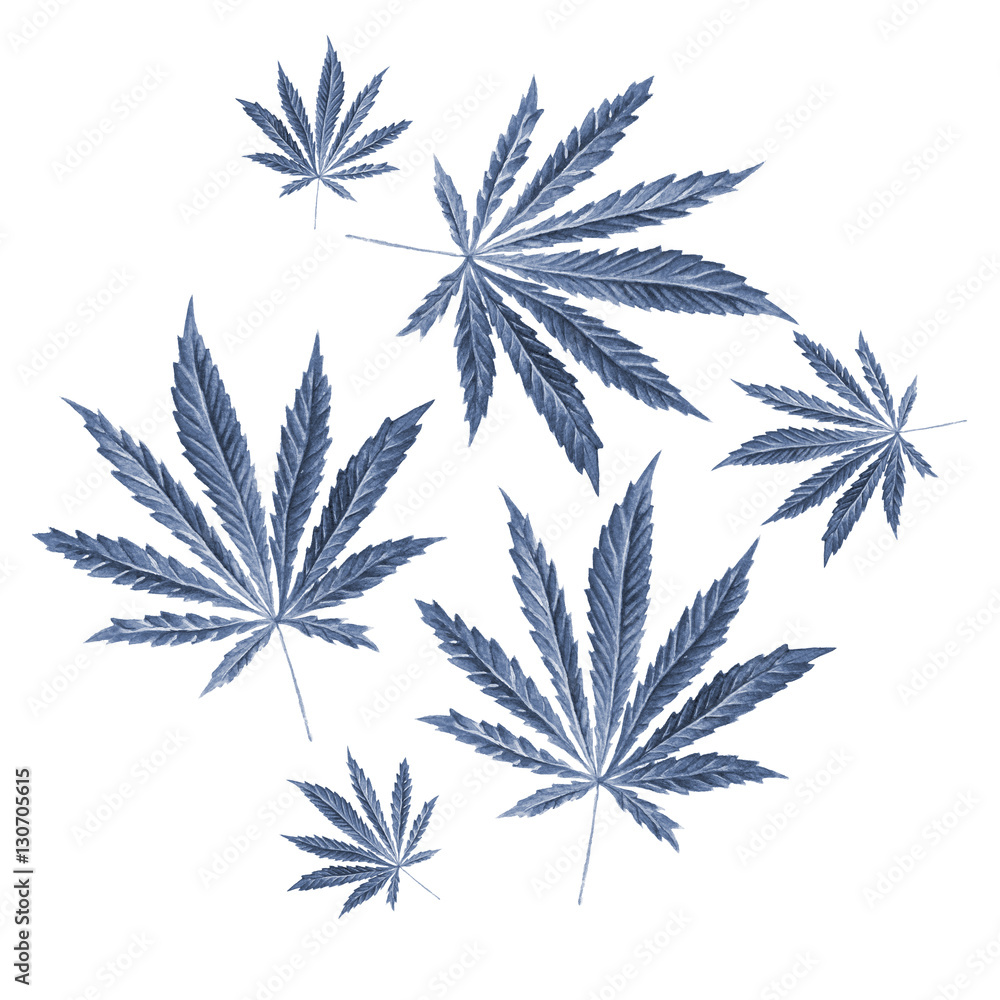 Bright cannabis sativa leaves painted in watercolor. Hand drawn marijuana illustration isolated on white background. Design element Bright cannabis sativa leaves painted in watercolor. Hand drawn marijuana illustration isolated on white background. Design element