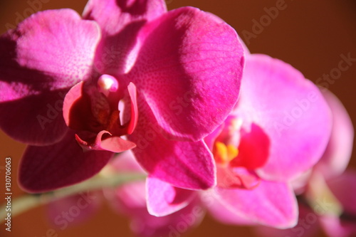 Бутон ярко розовой орхидеи на оранжевом фоне